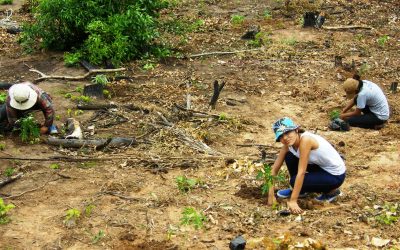 Aprile 2018 – messa a dimora delle piantine