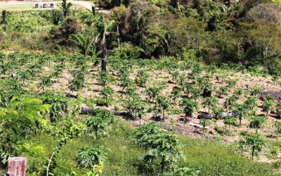 Ottobre 2018 – A breve i primi frutti!