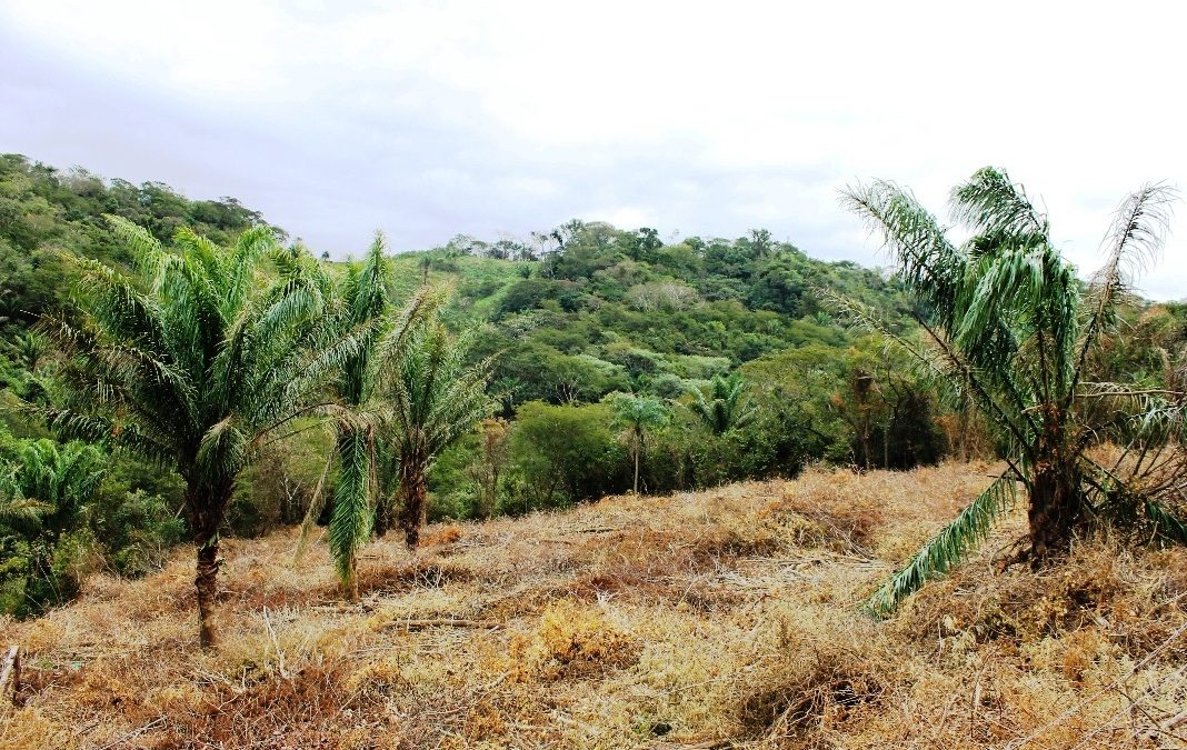 Settembre 2017 – Aggiornamento Progetto Papaye