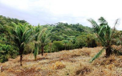 Settembre 2017 – Aggiornamento Progetto Papaye